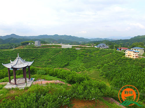 黔陽瞐黔陽黃桃產業園1
